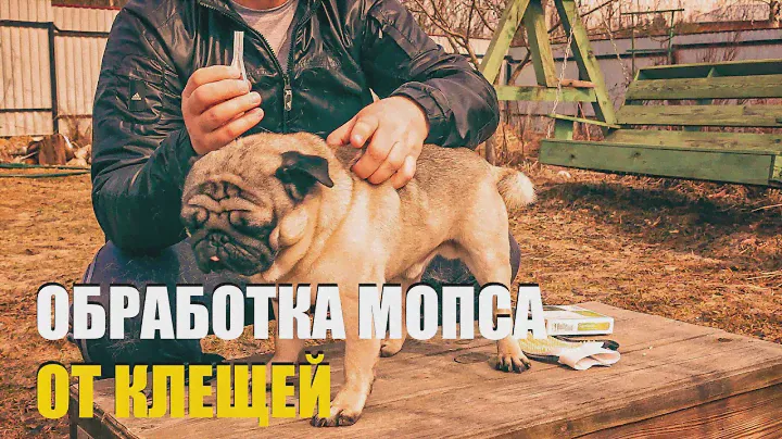 Средство защиты от клещей для мопса Жорика. Rolf 3D Club.