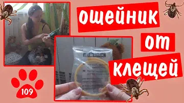 ОШЕЙНИК ОТ КЛЕЩЕЙ ДЛЯ СОБАКИ. Какой ошейник мы будем носить второй год подряд? Плюсы и минусы.