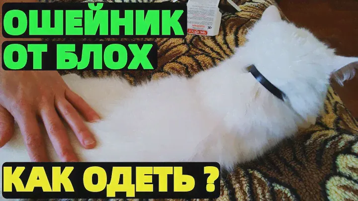 Ошейник от блох для кошки как одеть ?