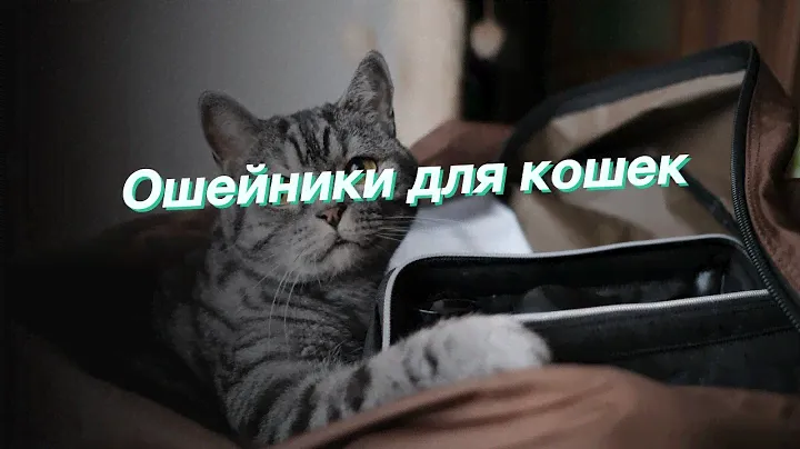 Ошейники для кошек